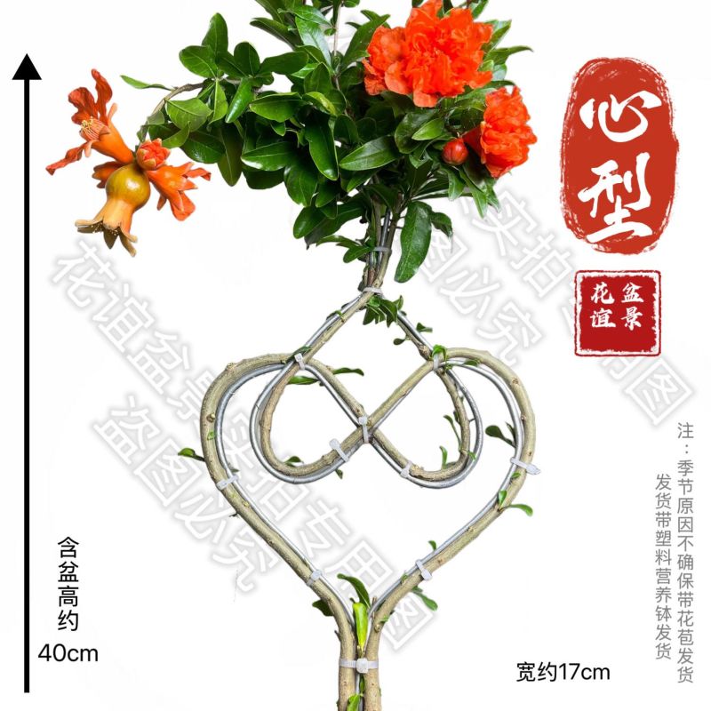 精品中国结造型心型，福字型，寿字型盆栽阳台开花石榴