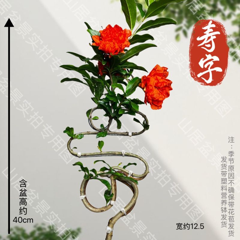 精品中国结造型心型，福字型，寿字型盆栽阳台开花石榴