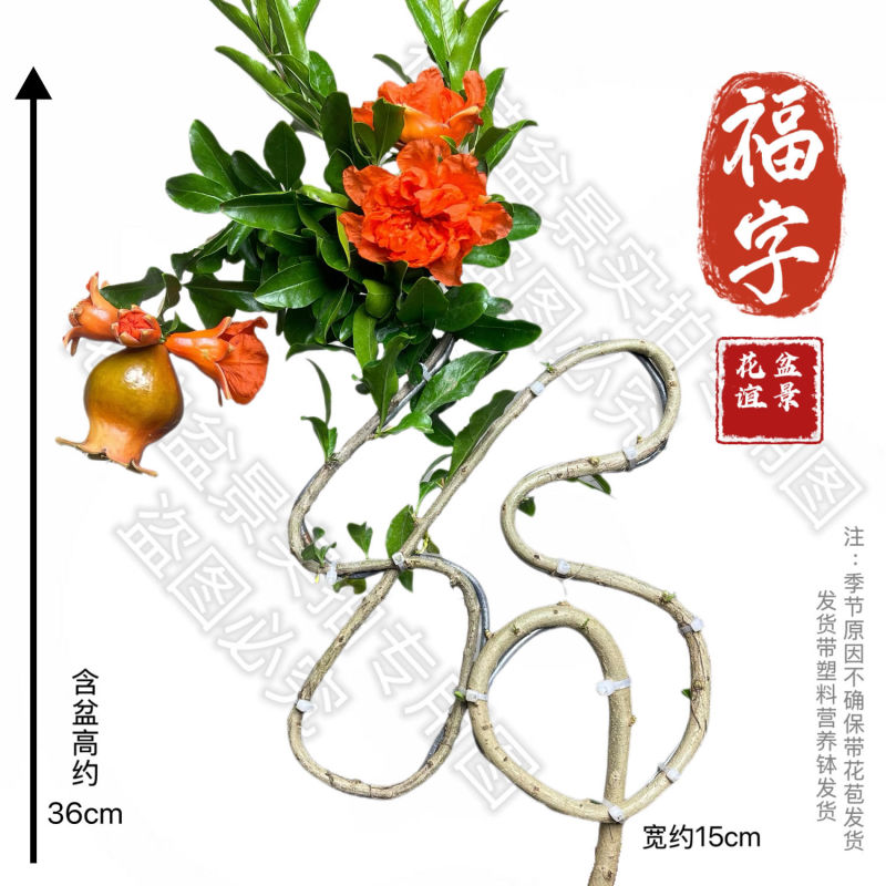 精品中国结造型心型，福字型，寿字型盆栽阳台开花石榴