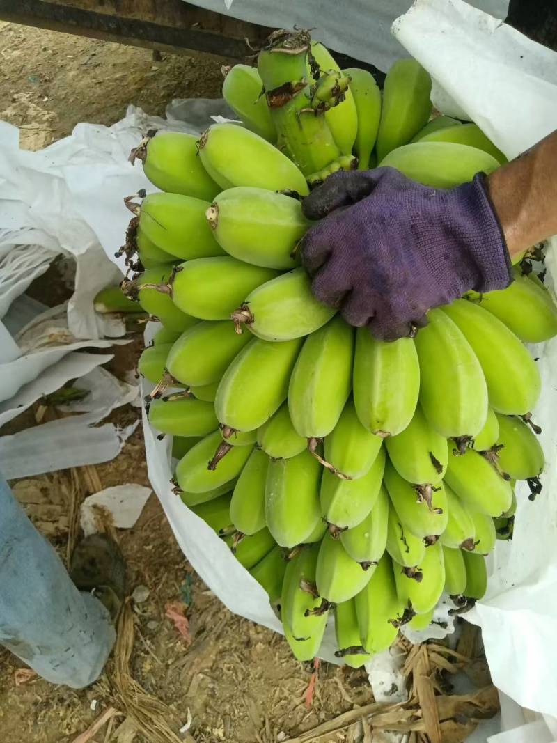 苹果香蕉