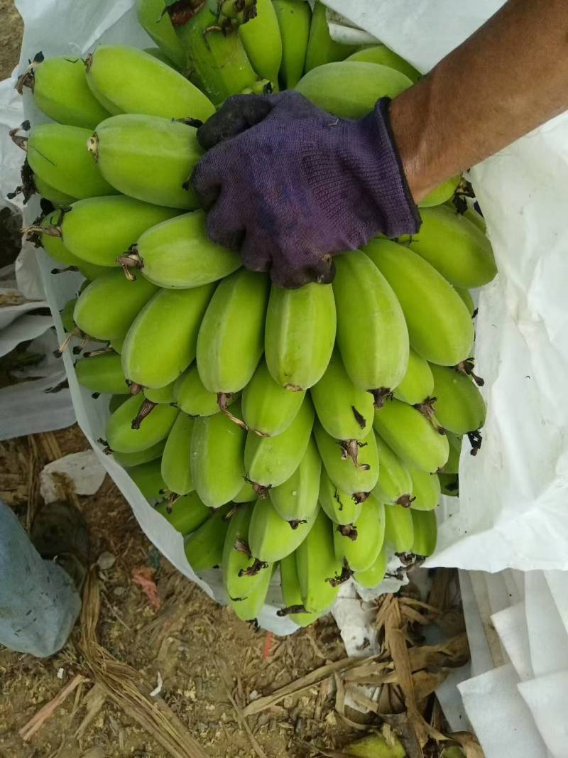 苹果香蕉