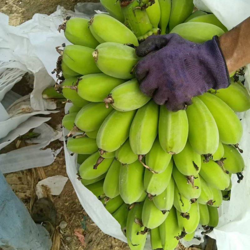 苹果香蕉