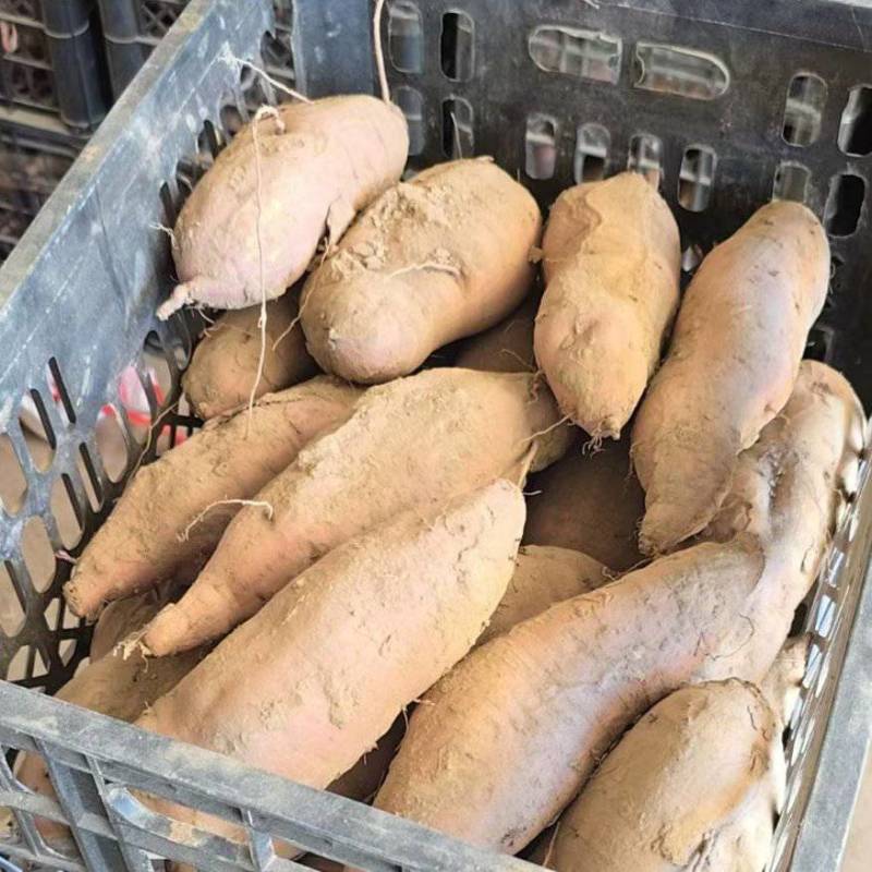 哈密红薯（大瓜）