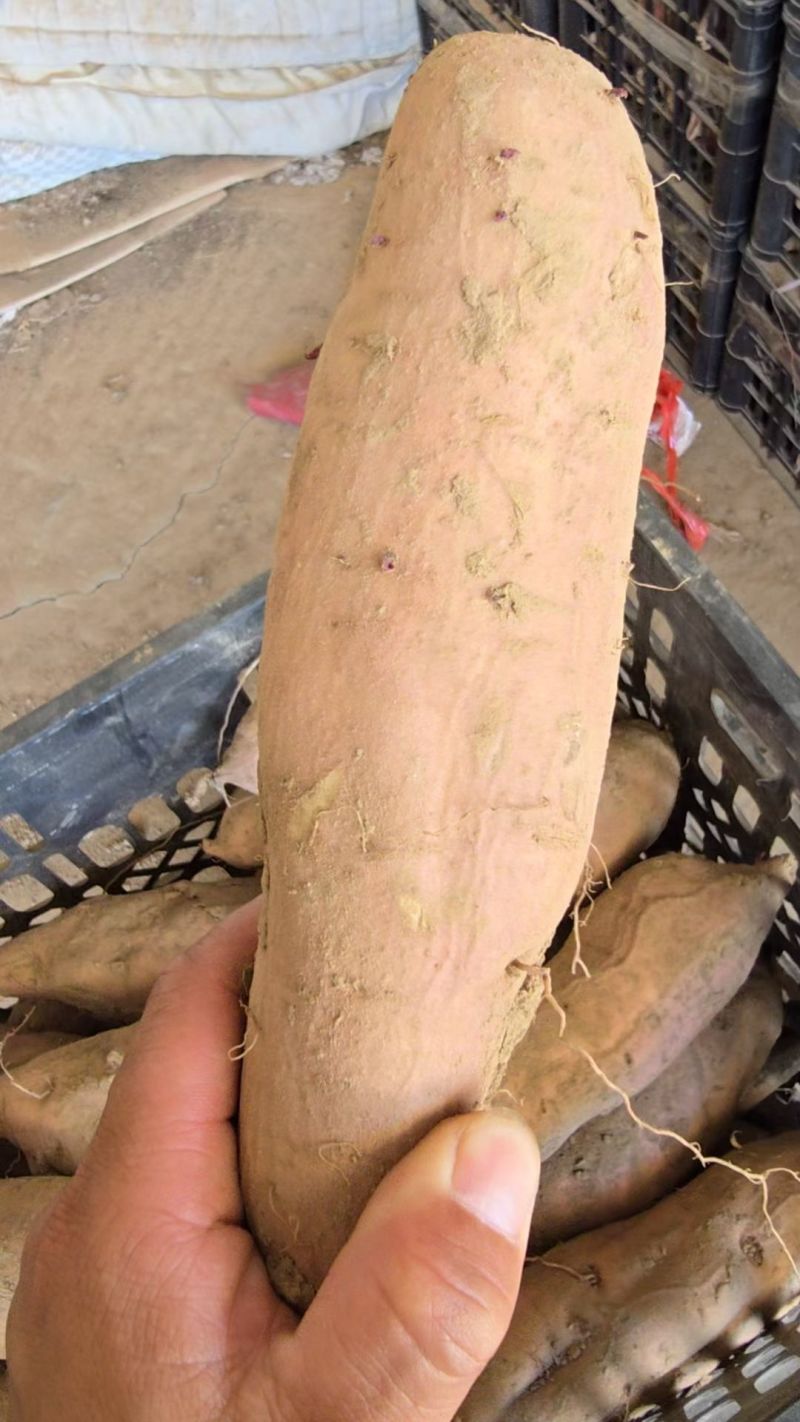 哈密红薯（大瓜）