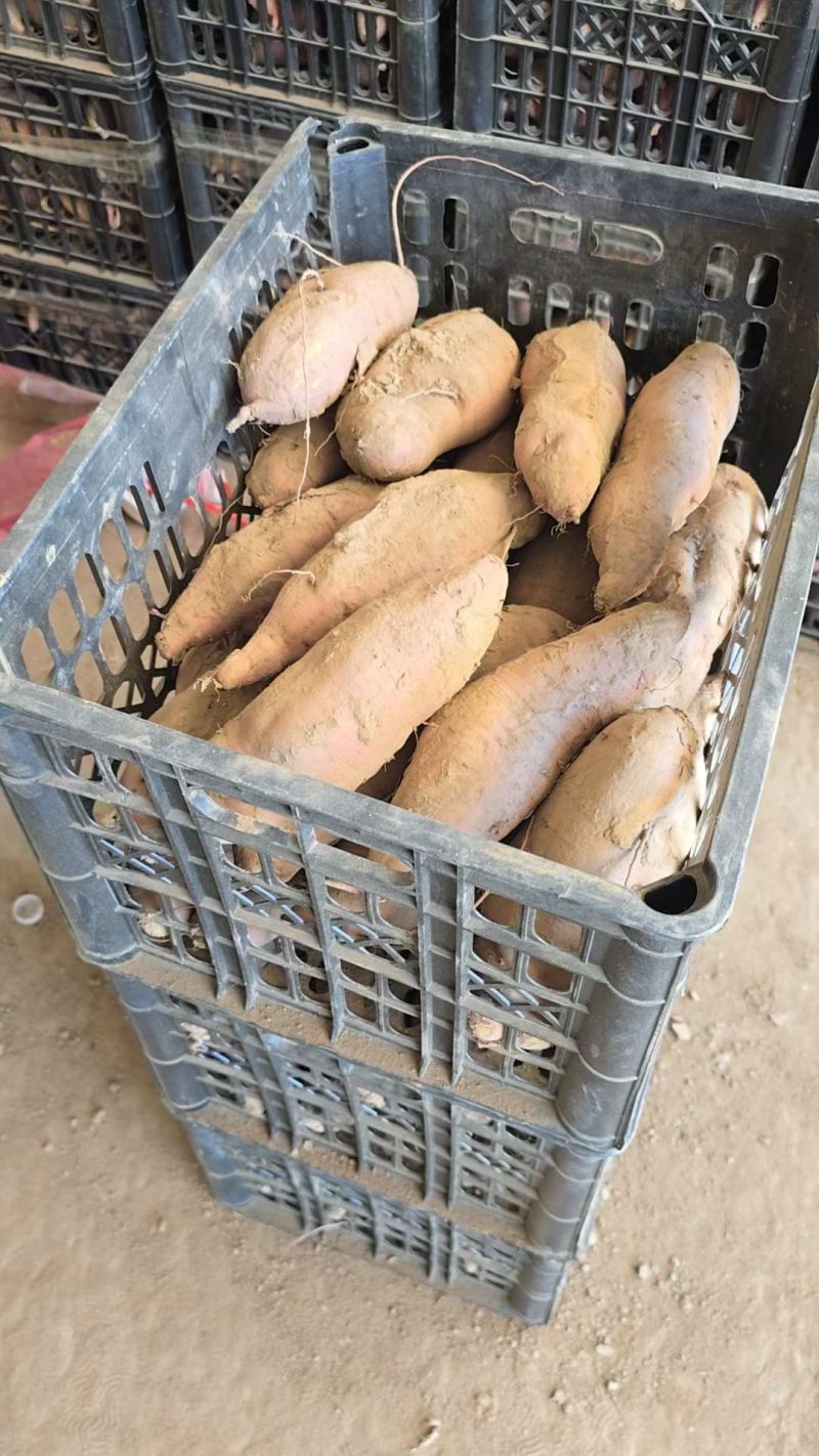 哈密红薯（大瓜）