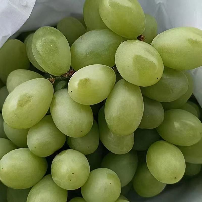青提葡萄陕西精品葡萄品种规格齐全对接市场电商社区团购商超