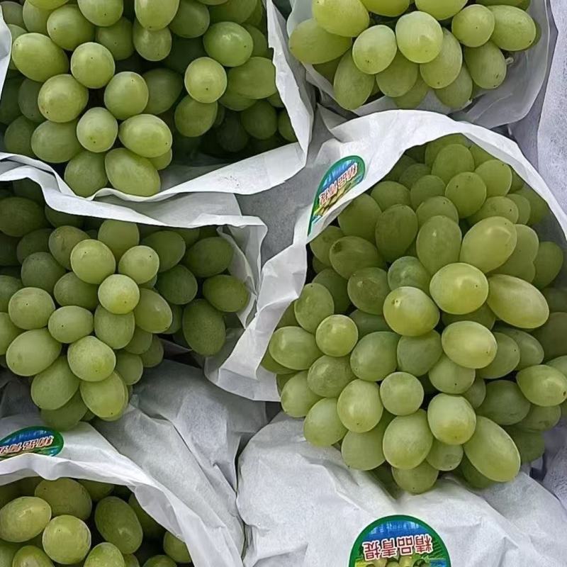青提葡萄陕西精品葡萄品种规格齐全对接市场电商社区团购商超
