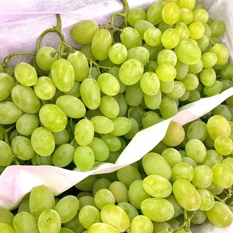 青提葡萄陕西精品葡萄品种规格齐全对接市场电商社区团购商超