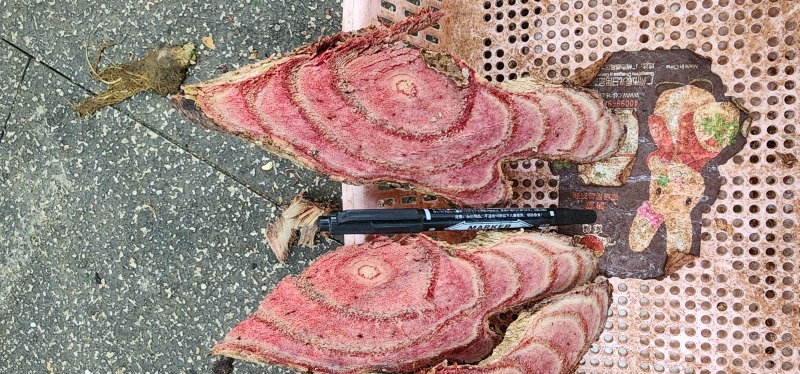 新鲜鸡血藤，实价，整根出售