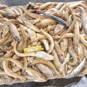 海鲶鱼，为主杂鱼类饲料鱼，养殖用，价格便宜，有量