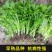 【精品】山东芹菜育苗批发大量货源品质保证高产蔬菜苗
