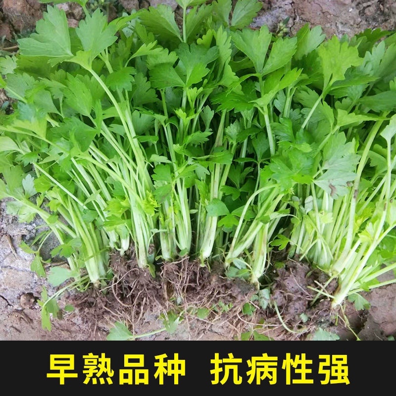 【精品】山东芹菜育苗批发大量货源品质保证高产蔬菜苗