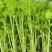 【精品】山东芹菜育苗批发大量货源品质保证高产蔬菜苗
