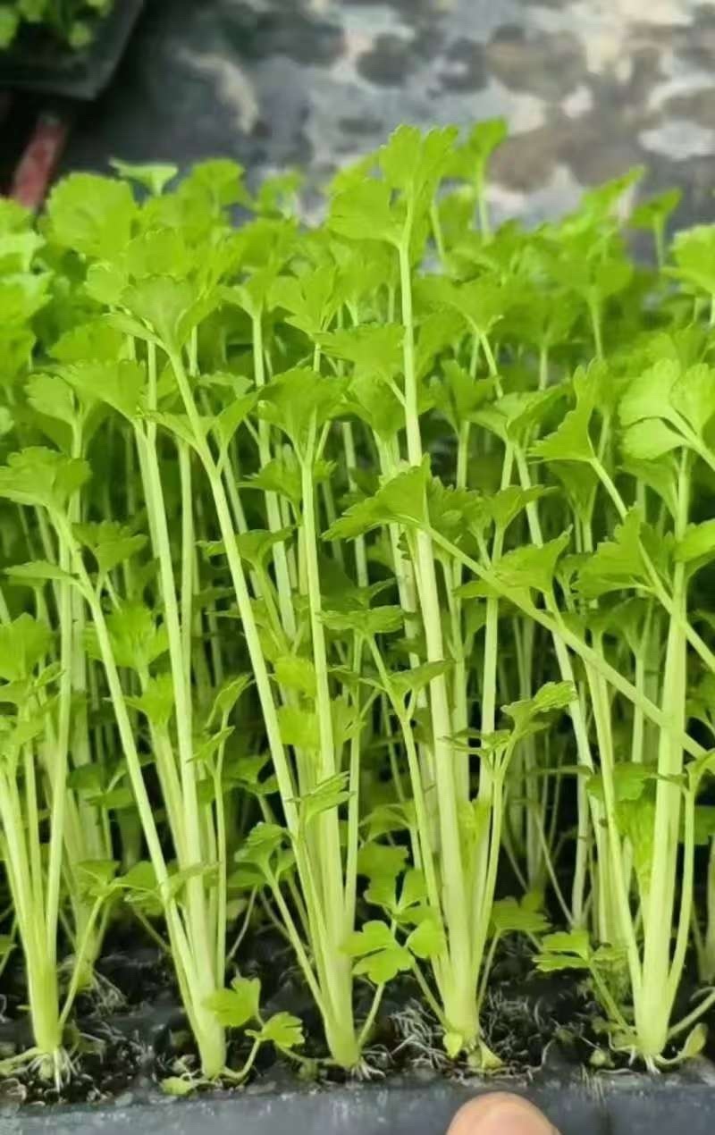 【精品】山东芹菜育苗批发大量货源品质保证高产蔬菜苗