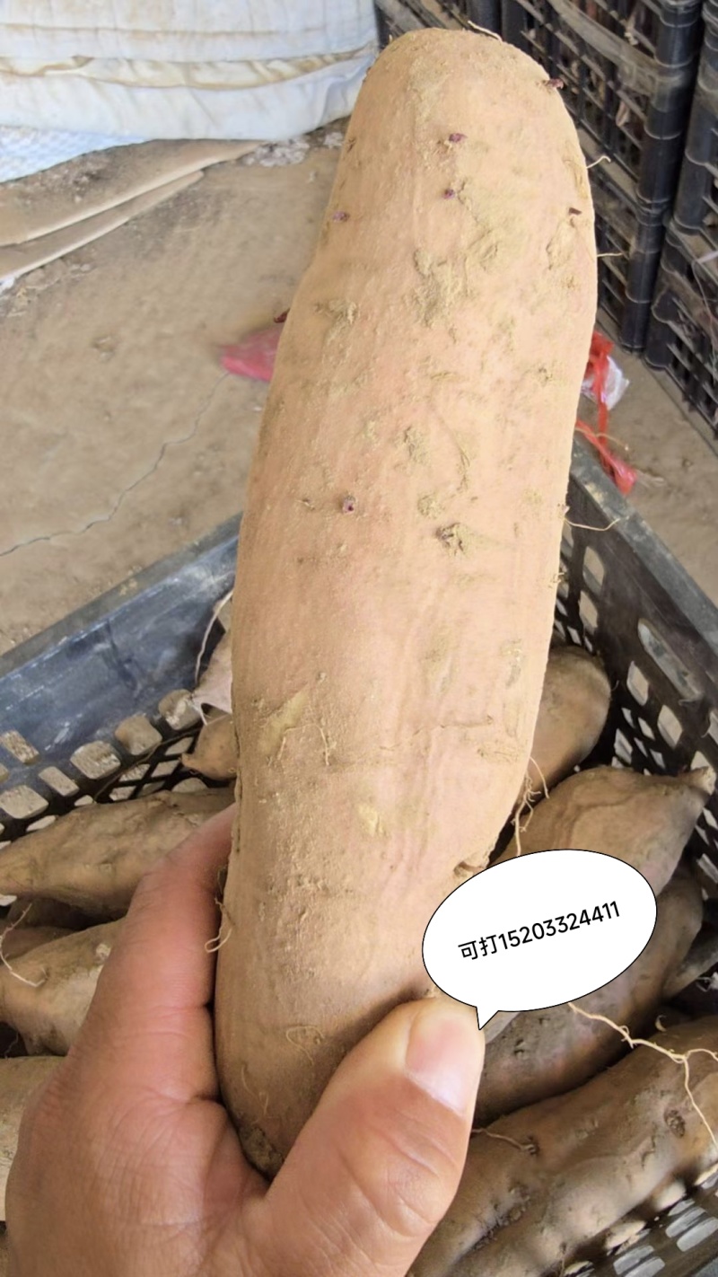 哈密红薯（大瓜）