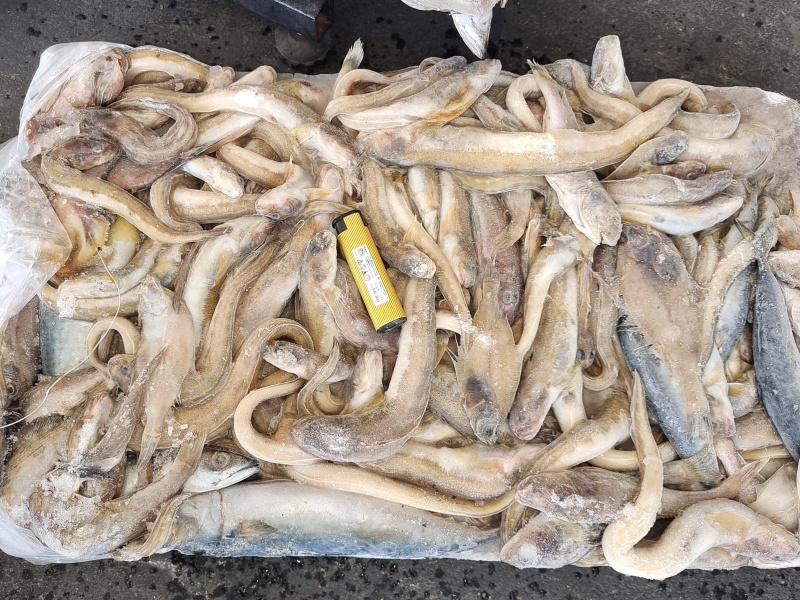 海鲶鱼，为主杂鱼类饲料鱼，养殖用，价格便宜，有量