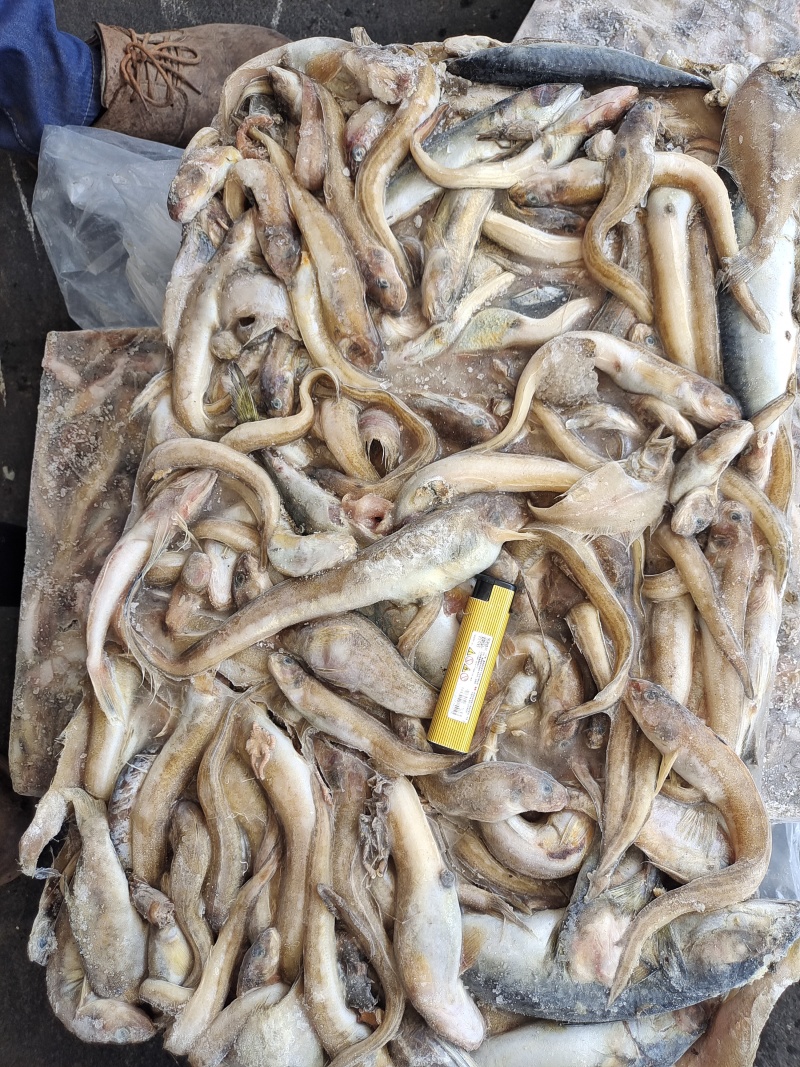 海鲶鱼，为主杂鱼类饲料鱼，养殖用，价格便宜，有量