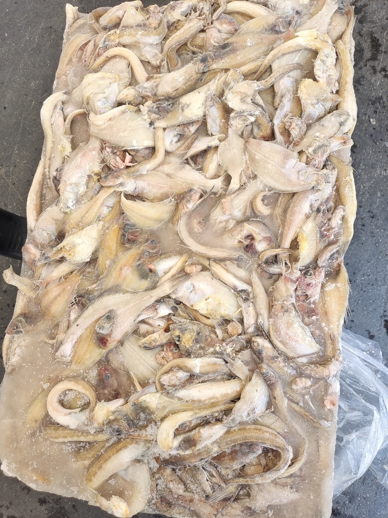 海鲶鱼，为主杂鱼类饲料鱼，养殖用，价格便宜，有量