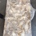 海鲶鱼，为主杂鱼类饲料鱼，养殖用，价格便宜，有量