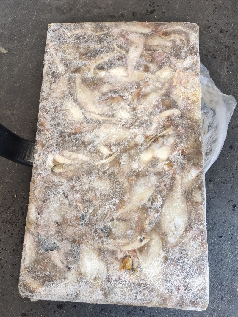 海鲶鱼，为主杂鱼类饲料鱼，养殖用，价格便宜，有量