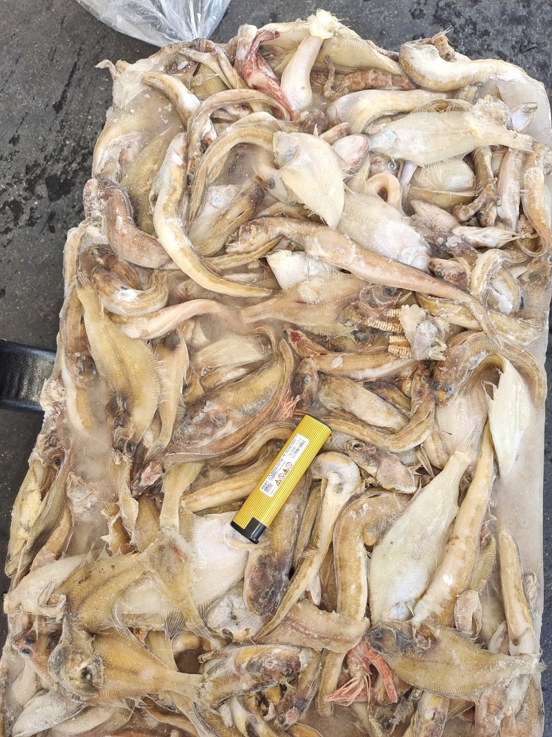 海鲶鱼，为主杂鱼类饲料鱼，养殖用，价格便宜，有量