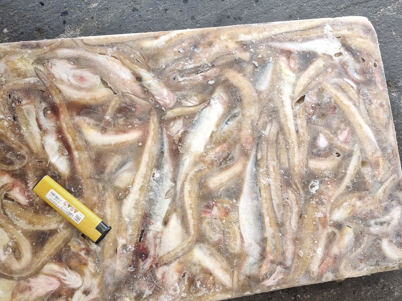 海鲶鱼，为主杂鱼类饲料鱼，养殖用，价格便宜，有量