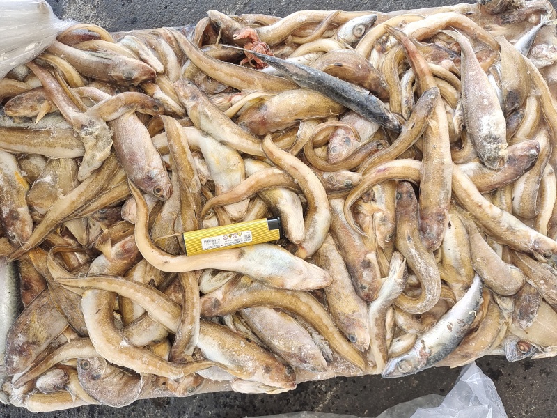 海鲶鱼，为主杂鱼类饲料鱼，养殖用，价格便宜，有量