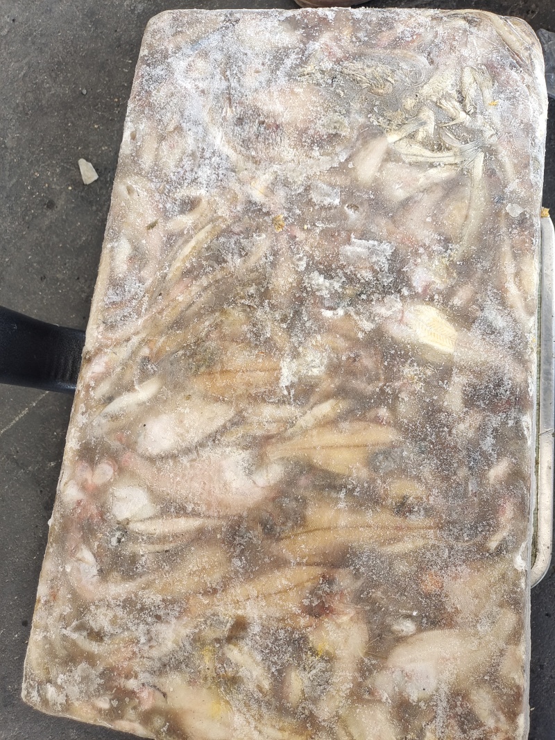 海鲶鱼，为主杂鱼类饲料鱼，养殖用，价格便宜，有量