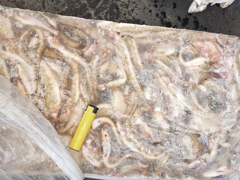 海鲶鱼，为主杂鱼类饲料鱼，养殖用，价格便宜，有量
