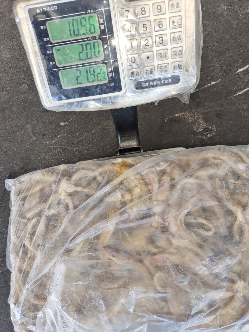 海鲶鱼，为主杂鱼类饲料鱼，养殖用，价格便宜，有量