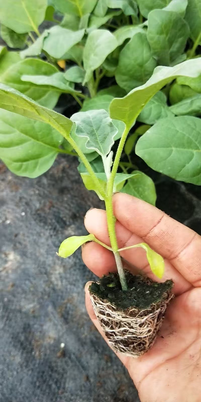 【精品】山东茄子苗育苗基地欢迎批发品质保证各种规格