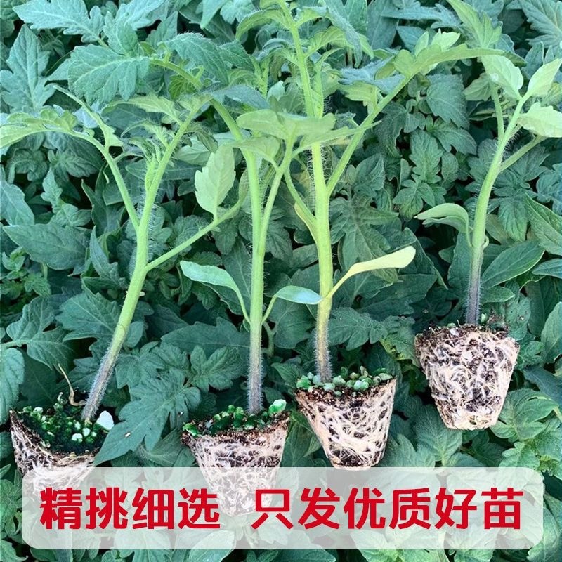 【精品】西红柿种苗批发各种蔬菜苗齐全品质保证欢迎咨询