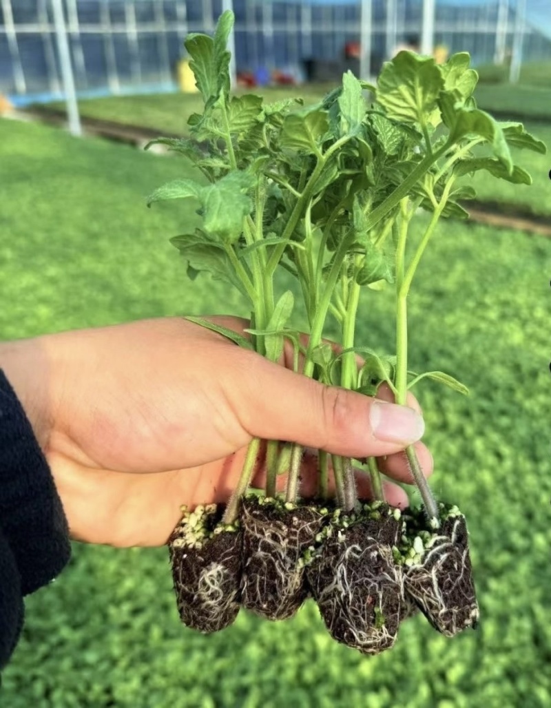 【精品】西红柿种苗批发各种蔬菜苗齐全品质保证欢迎咨询