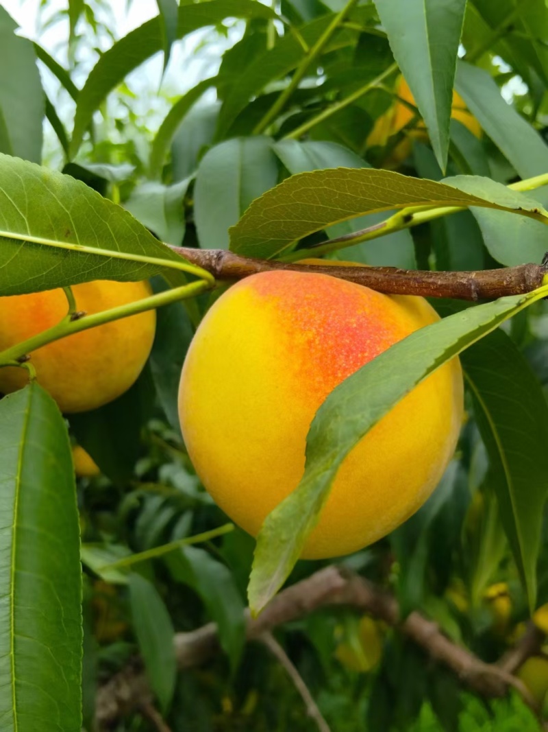 锦绣黄桃