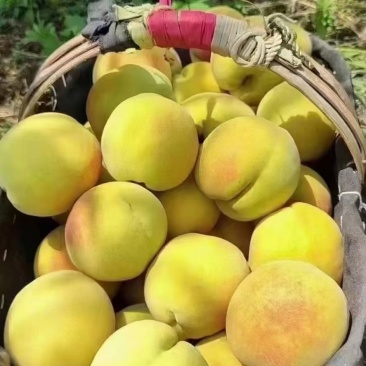 锦绣黄桃