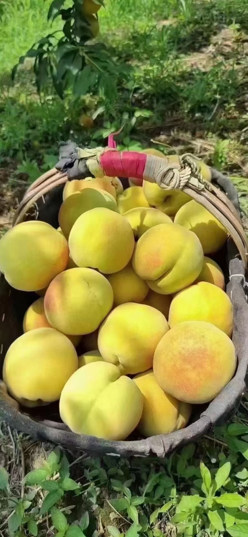 锦绣黄桃