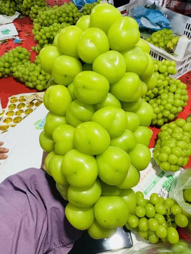 阳光玫瑰精品果，需要的联系