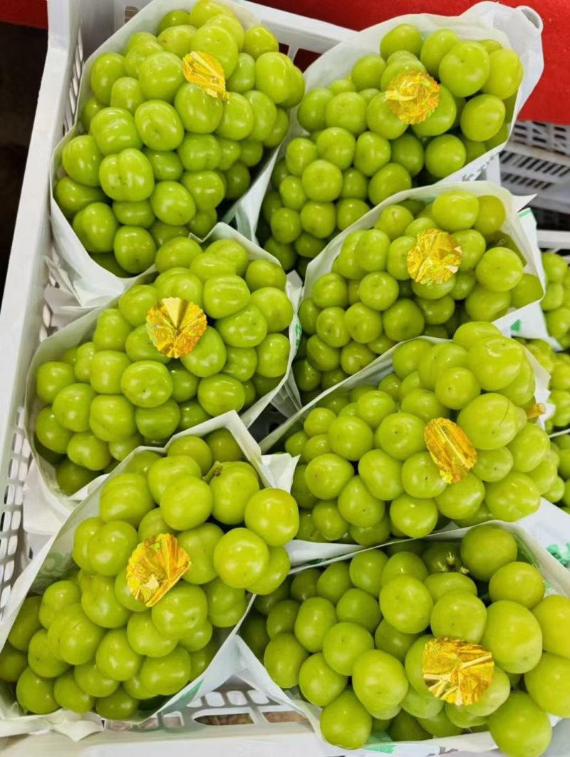 阳光玫瑰精品果，需要的联系