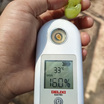 阳光玫瑰通货，需要的老板联系。可电商
