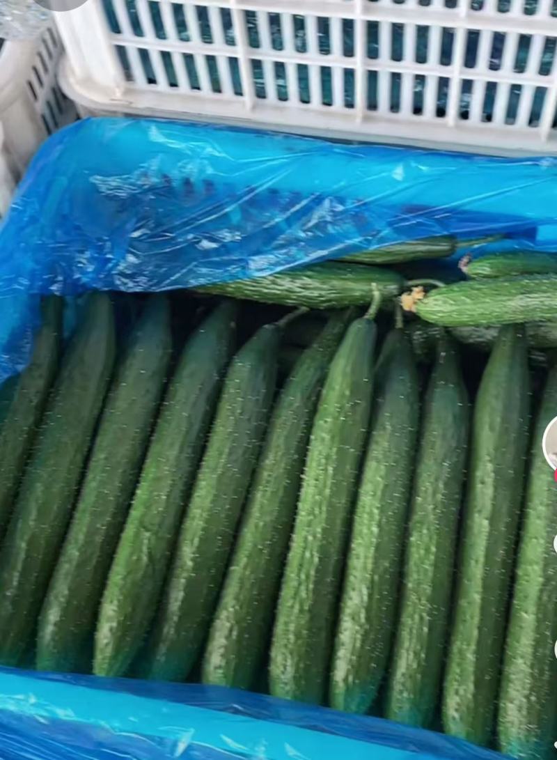 山东精品密刺黄瓜大量上市品质保证量大从优一手货源
