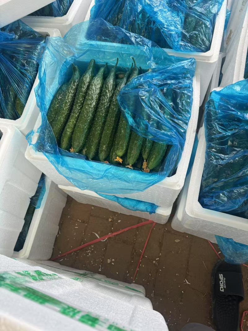山东精品密刺黄瓜大量上市品质保证量大从优一手货源