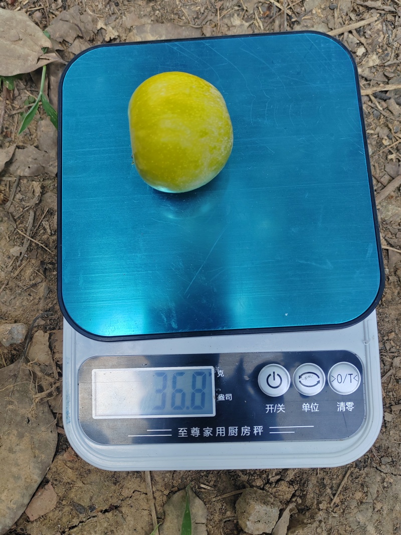 晚熟蜂糖李
