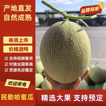 【精品】甘肃民勤晓蜜25，西周蜜17，金色年华大量对接