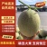 【精品】甘肃民勤晓蜜25，西周蜜17，金色年华大量对接