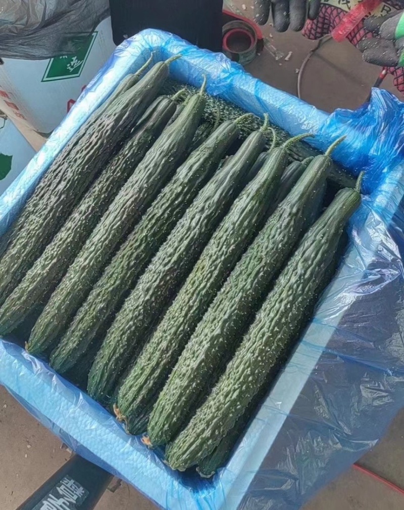 贵州密刺黄瓜，黑亮直条，按需采摘，基地直发