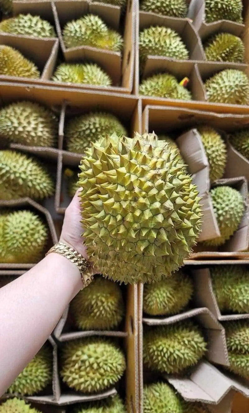 金枕榴莲一手批发价格