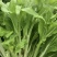 菜苔种子白塔一号早熟45天耐热耐湿苔色白绿丰产抗病