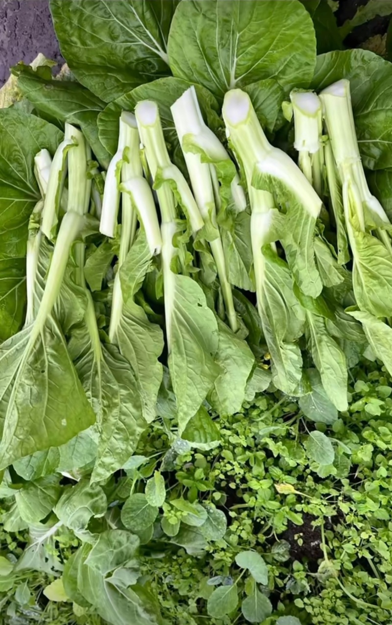 菜苔种子白塔一号早熟45天耐热耐湿苔色白绿丰产抗病