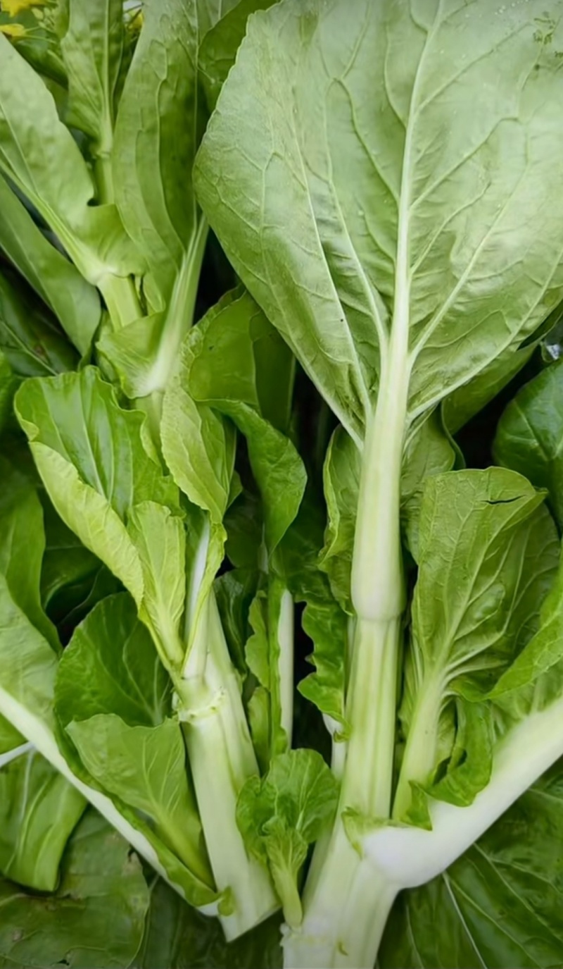 菜苔种子白塔一号早熟45天耐热耐湿苔色白绿丰产抗病