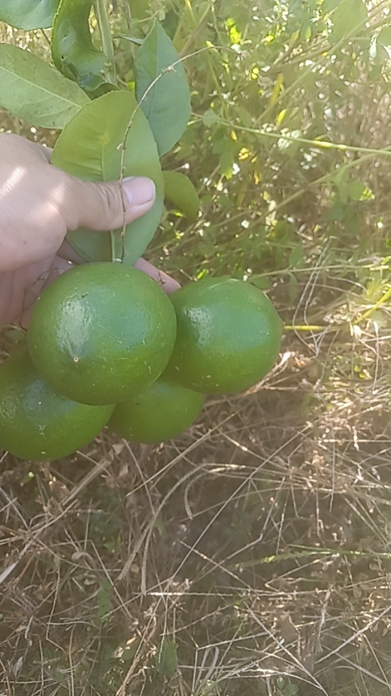 香水柠檬青柠檬